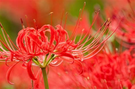 彼岸花 地獄花|「曼珠沙華」とは？ 別名”地獄花”の由来を解説 ｜ 和樂web 美の 